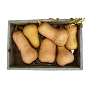 Butternut Squash