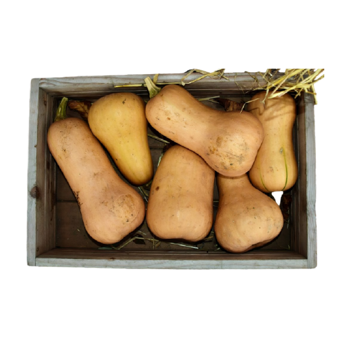 Butternut Squash