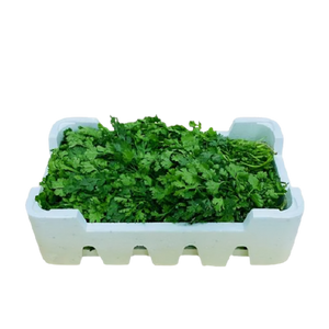 Coriander