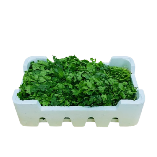Coriander