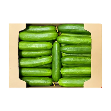 Cucumber