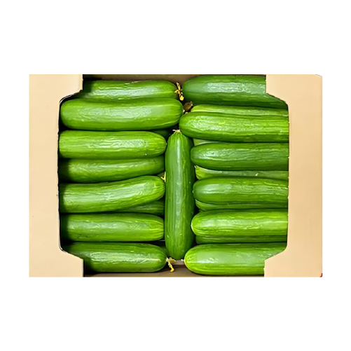 Cucumber
