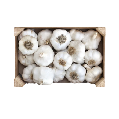 Garlic