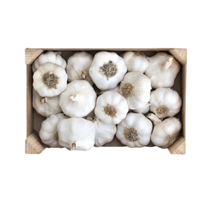 Garlic