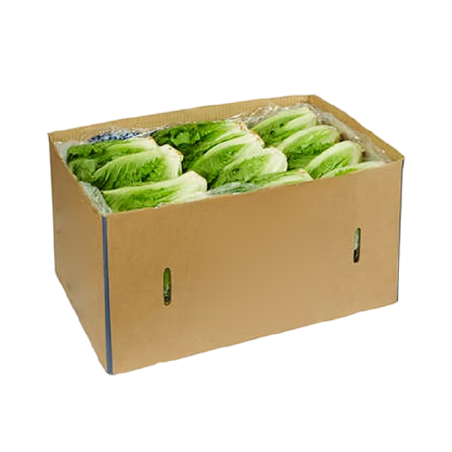 Cos Lettuce