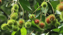 Load image into Gallery viewer, Rambutan