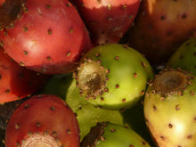 Load image into Gallery viewer, Prickly Pear - Cactus Fig